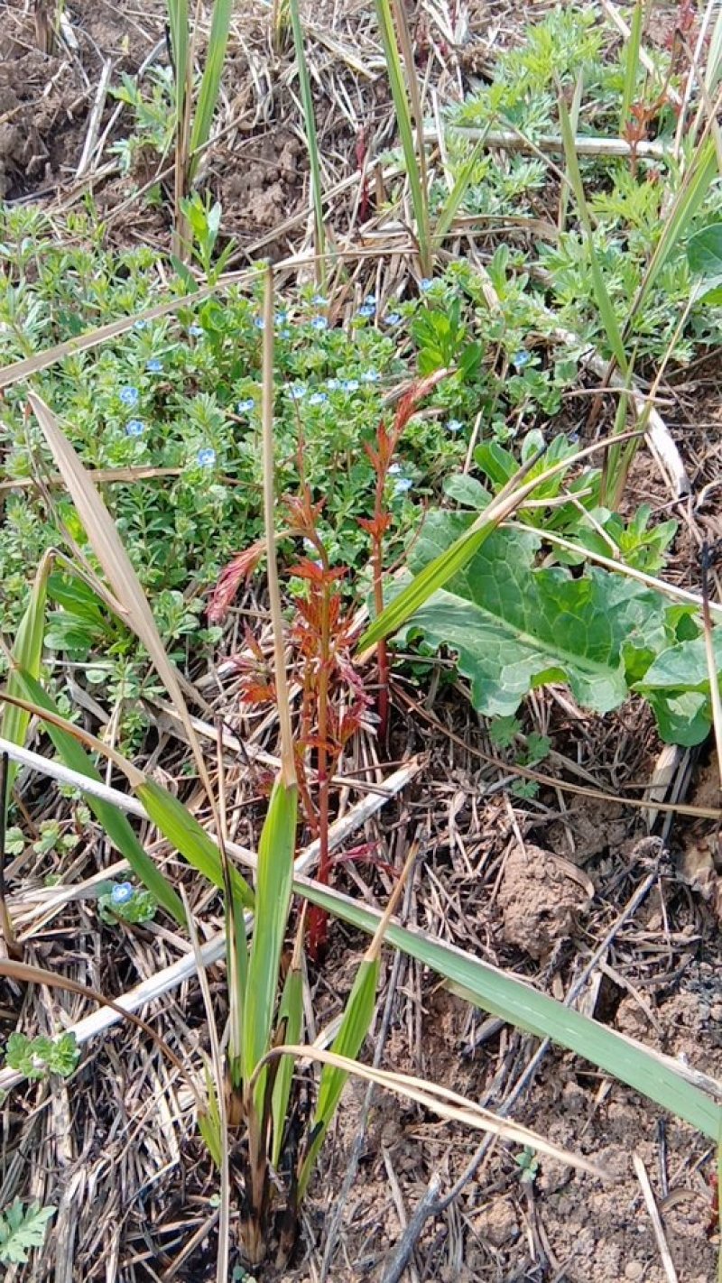 野生胶股蓝嫩芽