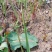 野生胶股蓝嫩芽
