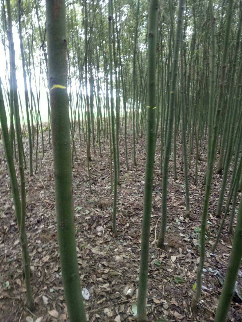 大量供应光杆香樟5一10公分