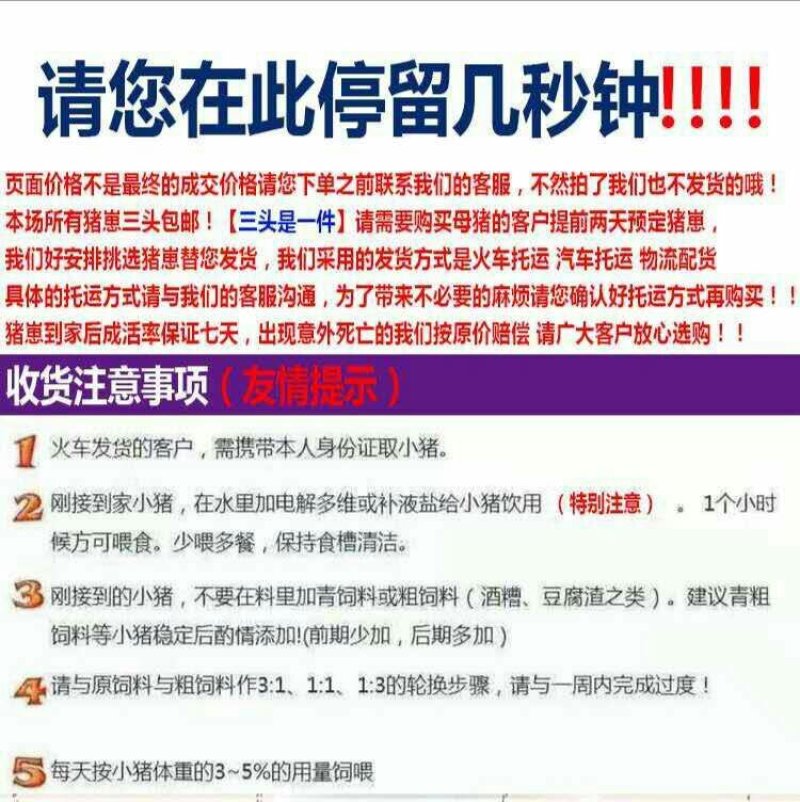 大约克母猪长白母猪大白母猪种猪包邮包活包健康量大从优