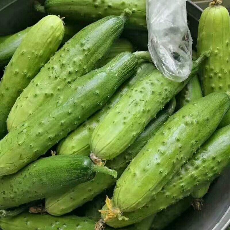 黄瓜