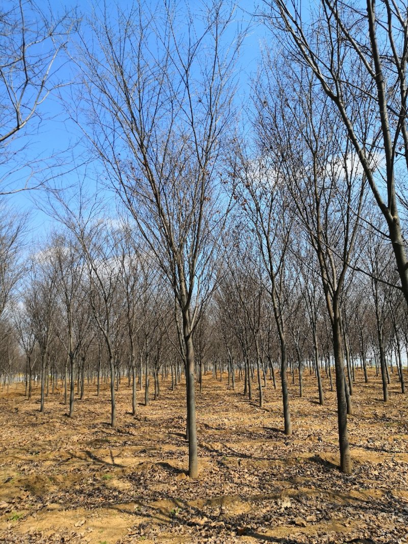 低价供6-16公分榉树，树形好，价格低！山东货源