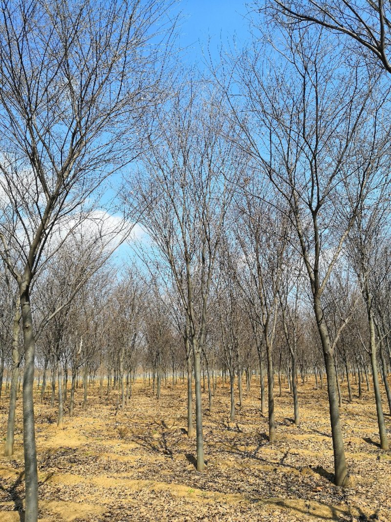 低价供6-16公分榉树，树形好，价格低！山东货源