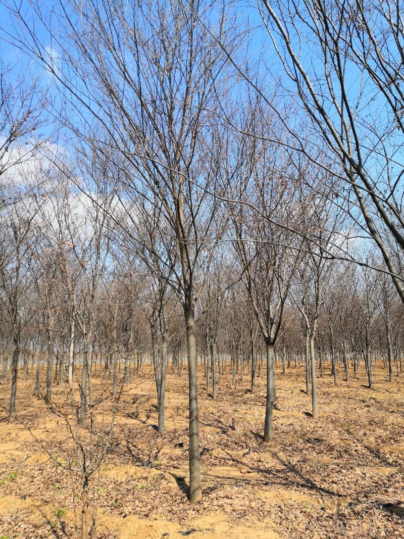 低价供6-16公分榉树，树形好，价格低！山东货源
