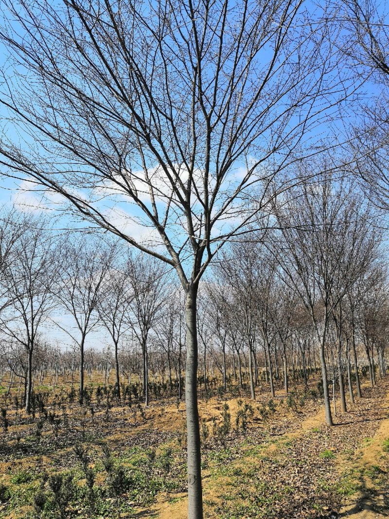 低价供6-16公分榉树，树形好，价格低！山东货源