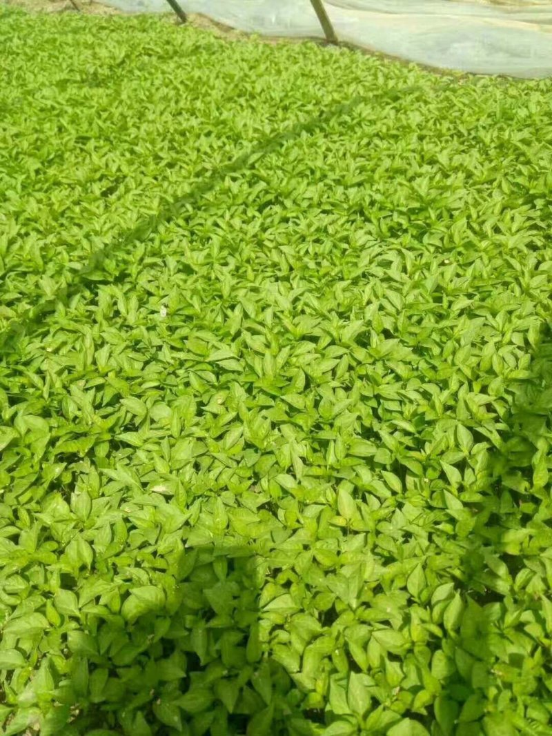 高辣朝天椒辣椒苗签种植回收合同，保证回收