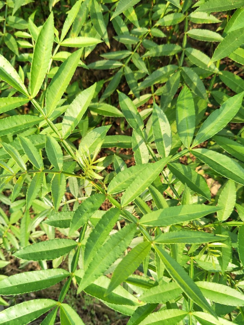 九叶青花椒苗免费提供技术支持