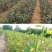 大果山楂苗纯品嫁接产量保证