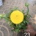 芹叶牡丹多色可选地被草花色块苗装车价16.5