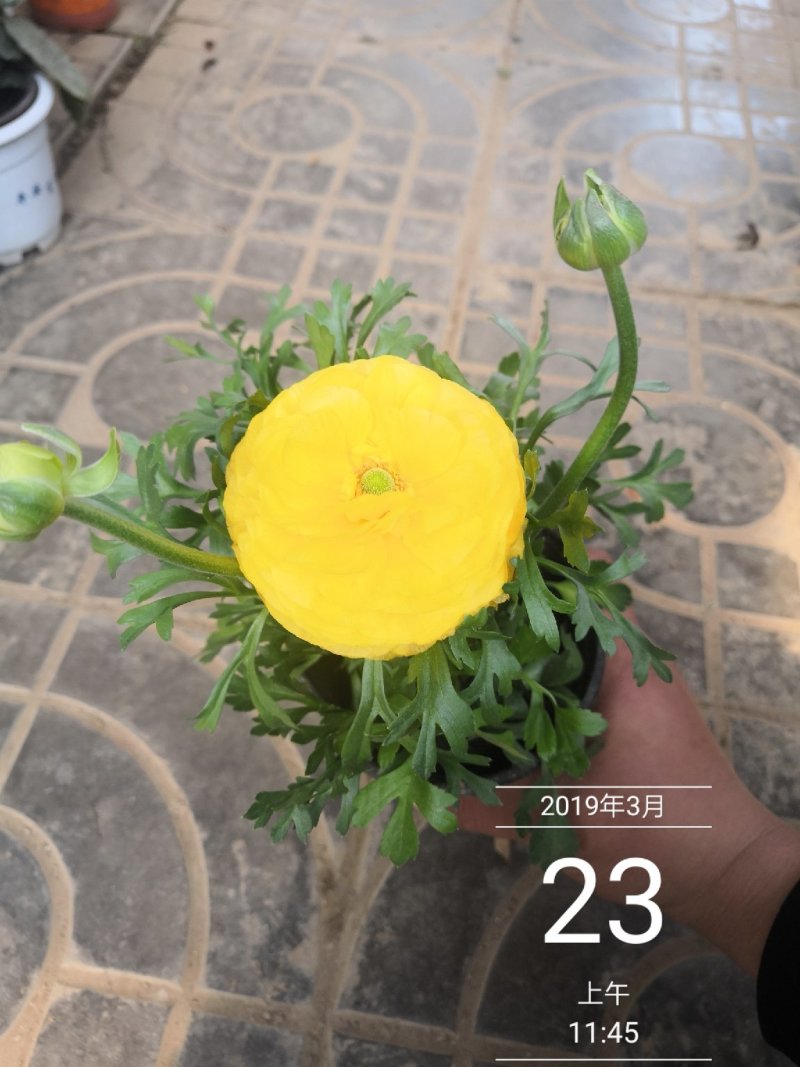 芹叶牡丹多色可选地被草花色块苗装车价16.5