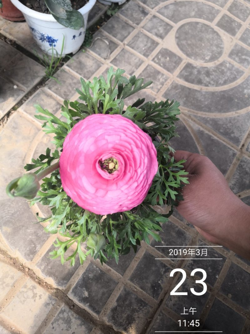 芹叶牡丹多色可选地被草花色块苗装车价16.5