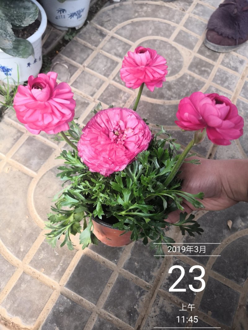 芹叶牡丹多色可选地被草花色块苗装车价16.5