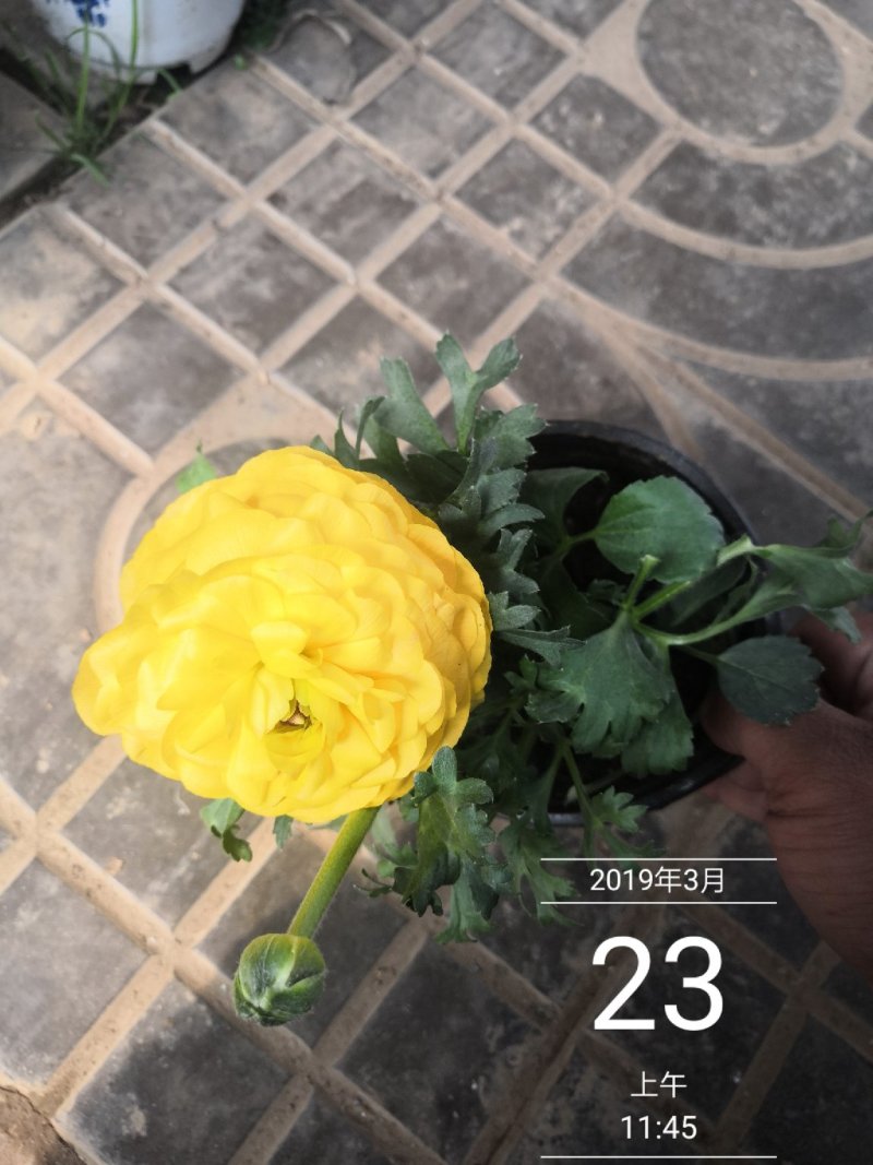 芹叶牡丹多色可选地被草花色块苗装车价16.5