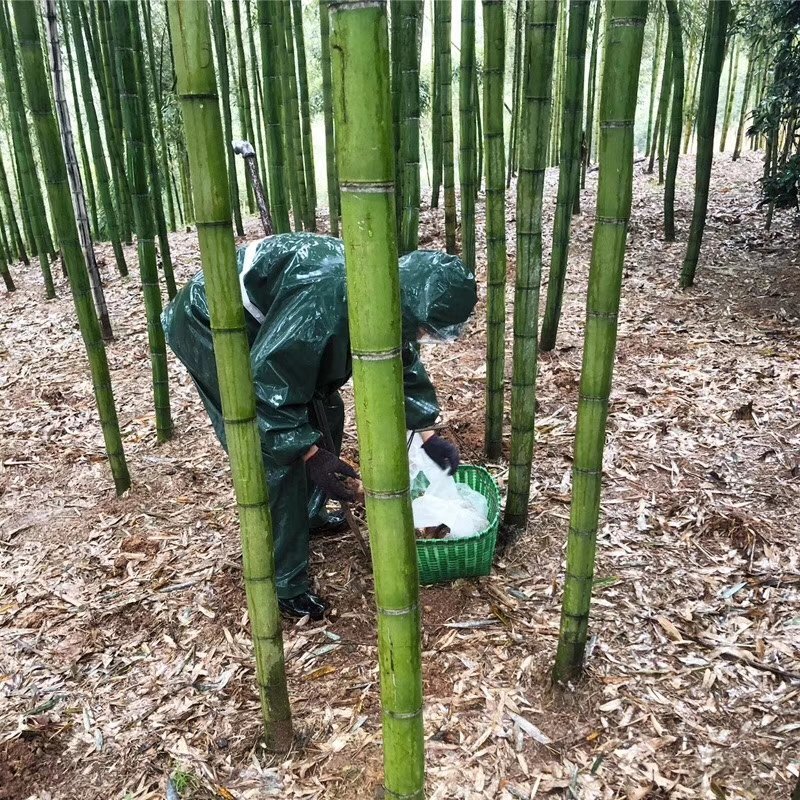 微商一件代发临安农家现挖野生雷笋春笋5斤装顺丰包邮