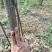 蒙阳红石榴树2/3/4公分