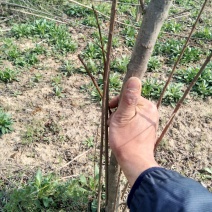 蒙阳红石榴树2/3/4公分
