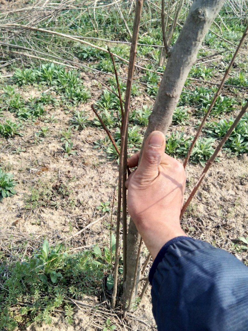 蒙阳红石榴树2/3/4公分