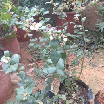 蓝宝石，美登，相思蓝莓，蓝丰。