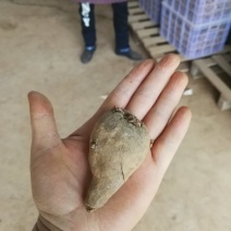 魔芋种子一条龙服务，提供技术签回收合同，保证种子质量