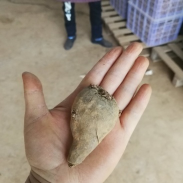 魔芋种子一条龙服务，提供技术签回收合同，保证种子质量