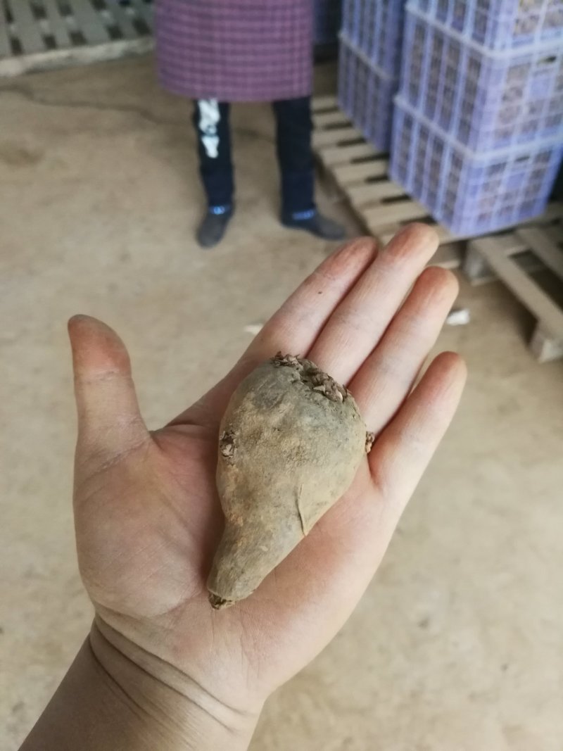 魔芋种子一条龙服务，提供技术签回收合同，保证种子质量