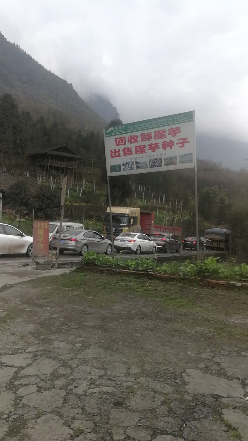 魔芋种子一条龙服务，提供技术签回收合同，保证种子质量