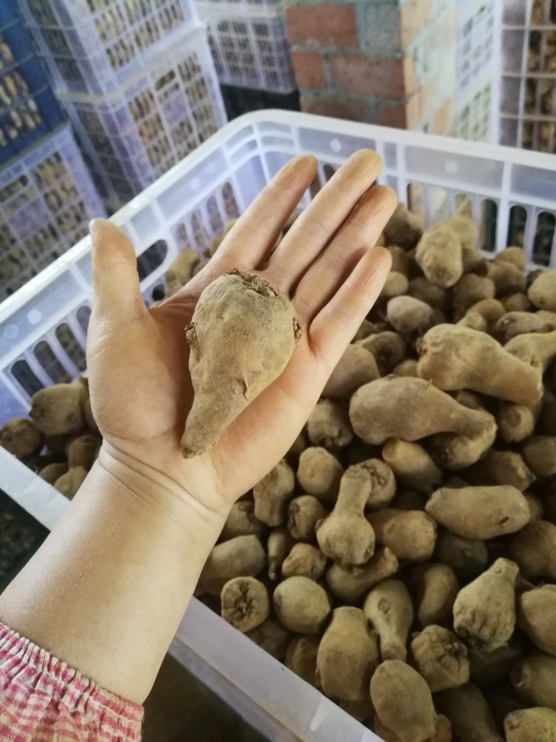 魔芋种子一条龙服务，提供技术签回收合同，保证种子质量