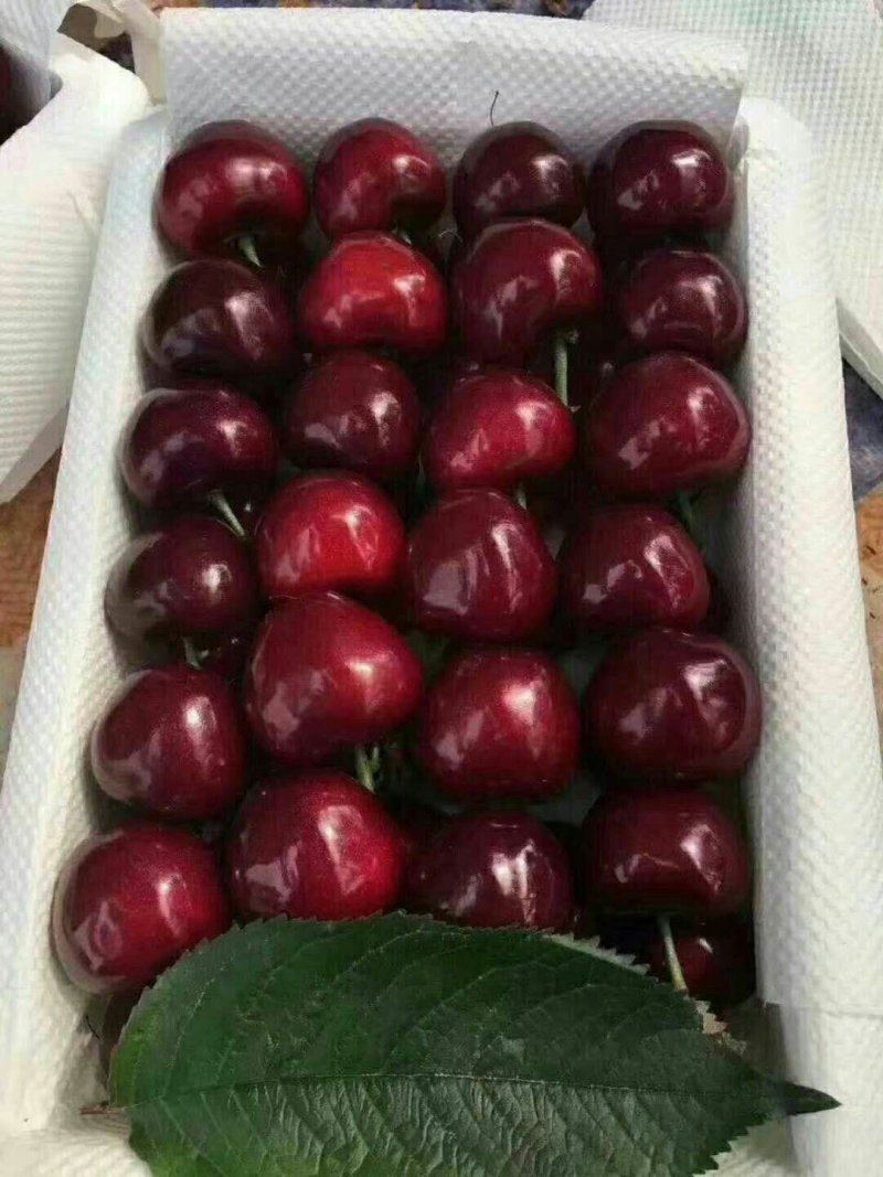 樱桃