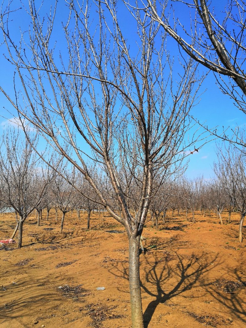 低价供10-20公分樱花
