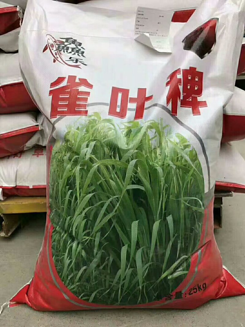 小米草水稗草稗子草养鱼龙虾蟹用草多年生草