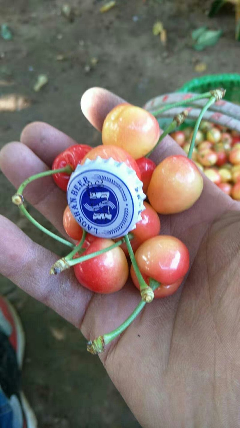 樱桃品种黄蜜果园现摘现发