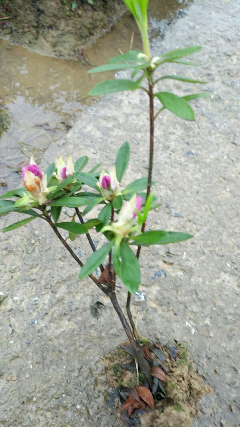 毛杜鹃