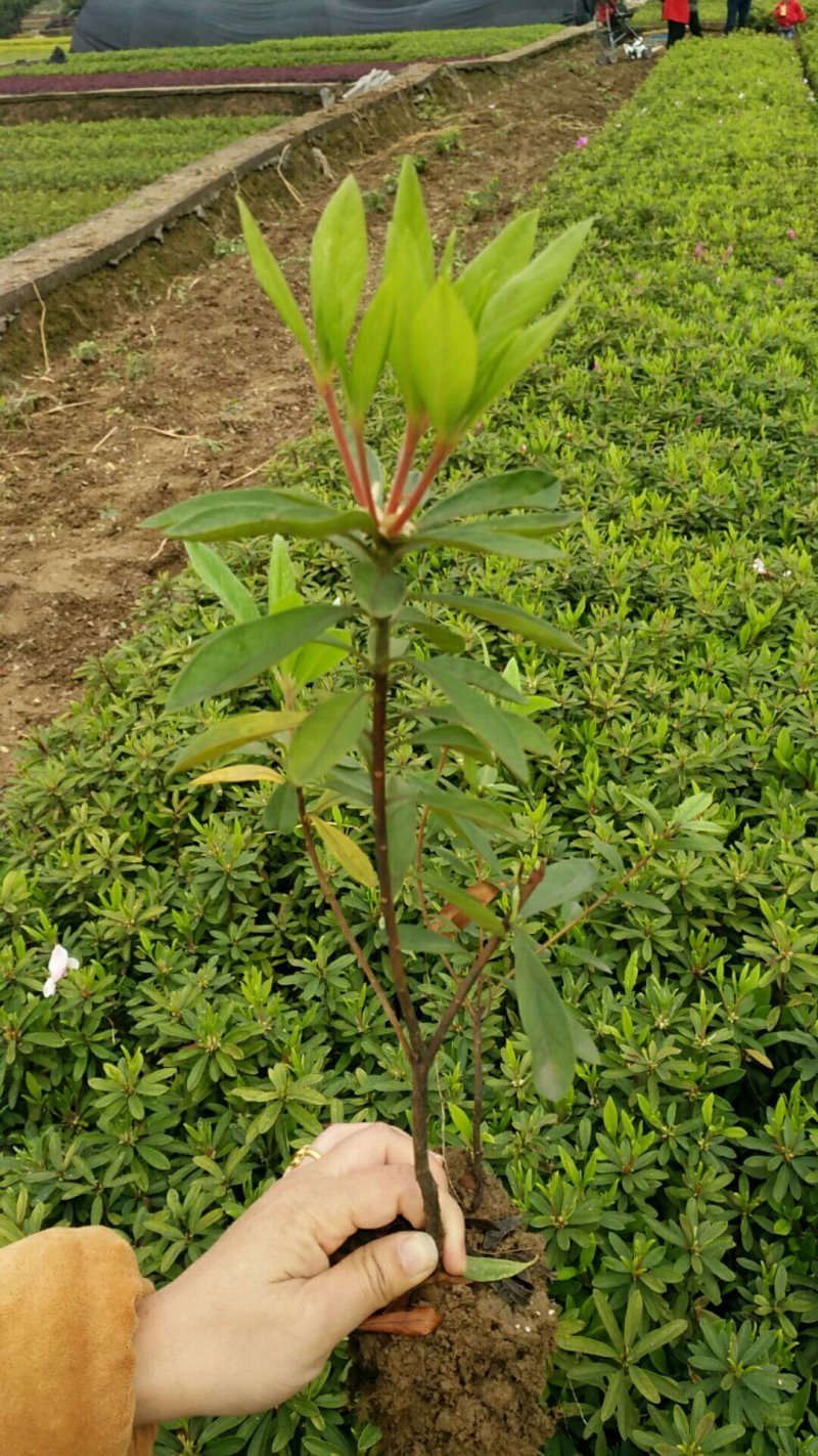 毛杜鹃