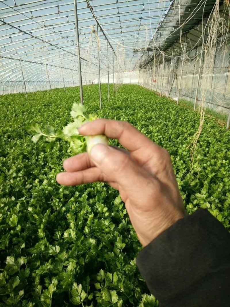 芹菜量大，搞的是质量，讲的是诚信