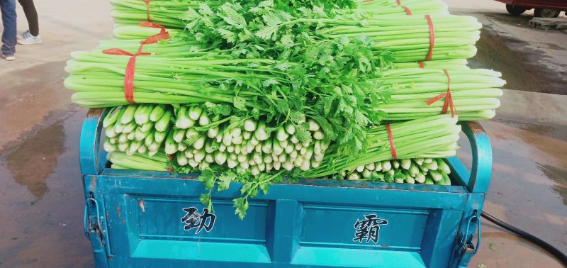 芹菜量大，搞的是质量，讲的是诚信