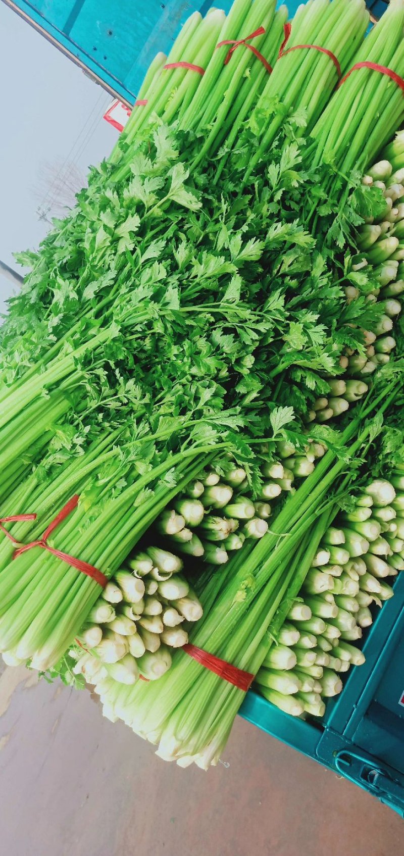芹菜量大，搞的是质量，讲的是诚信