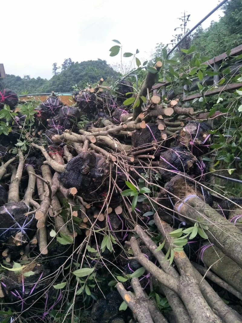 占地及上工地桂花，洋紫荆秋枫等