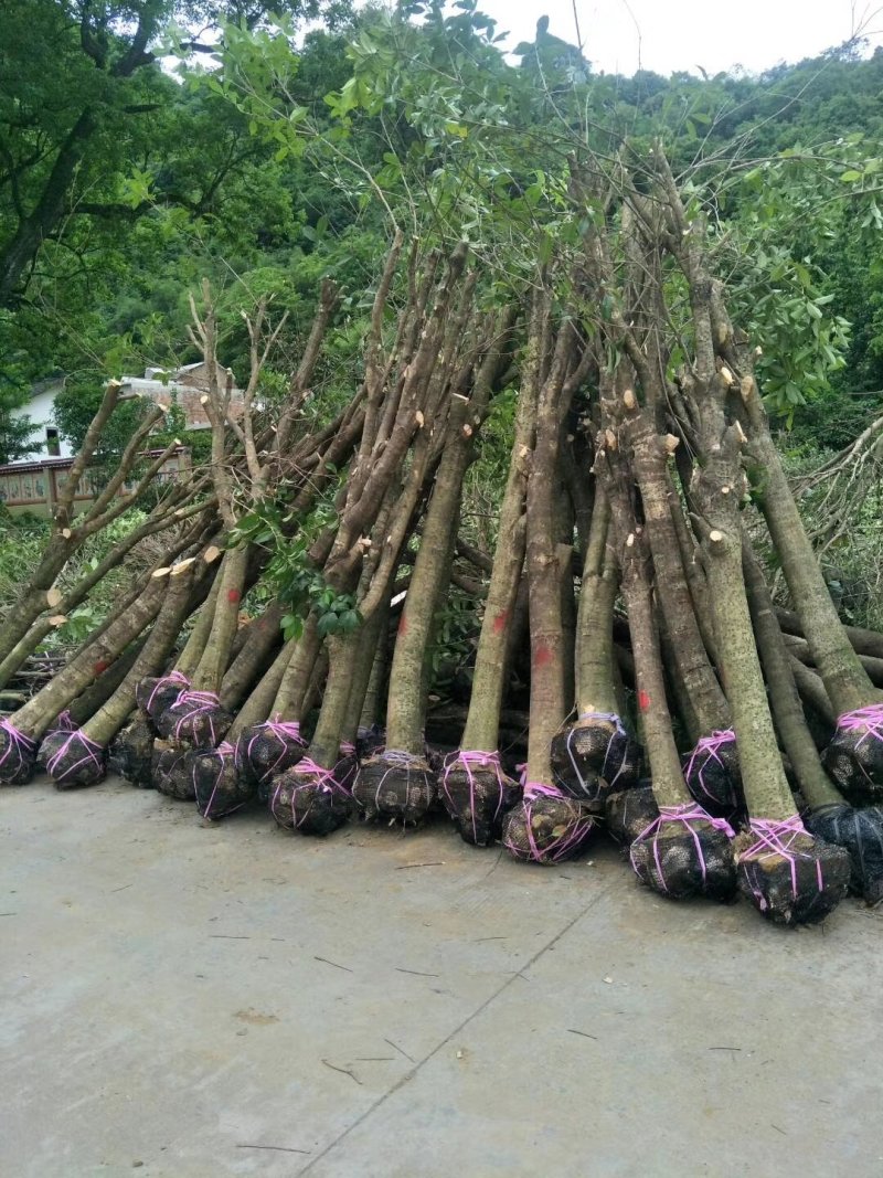 占地及上工地桂花，洋紫荆秋枫等