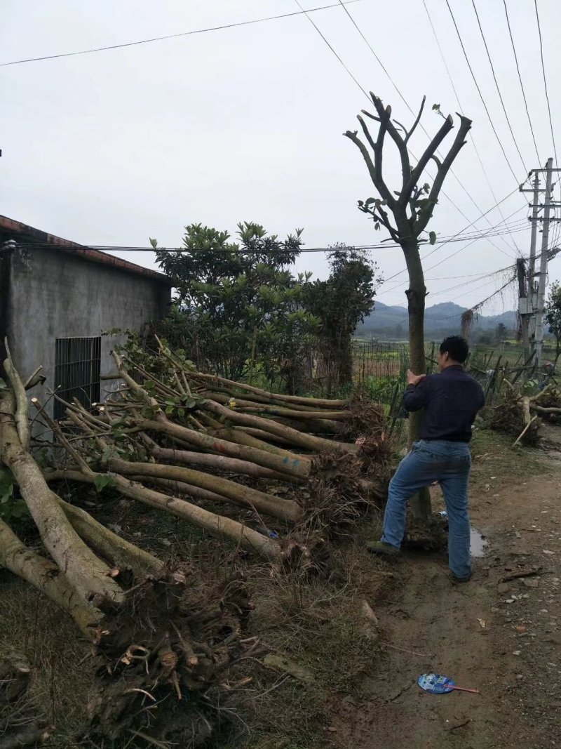 占地及上工地桂花，洋紫荆秋枫等