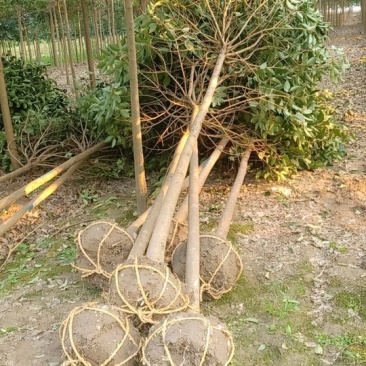 女贞精品。工程苗。垃圾苗