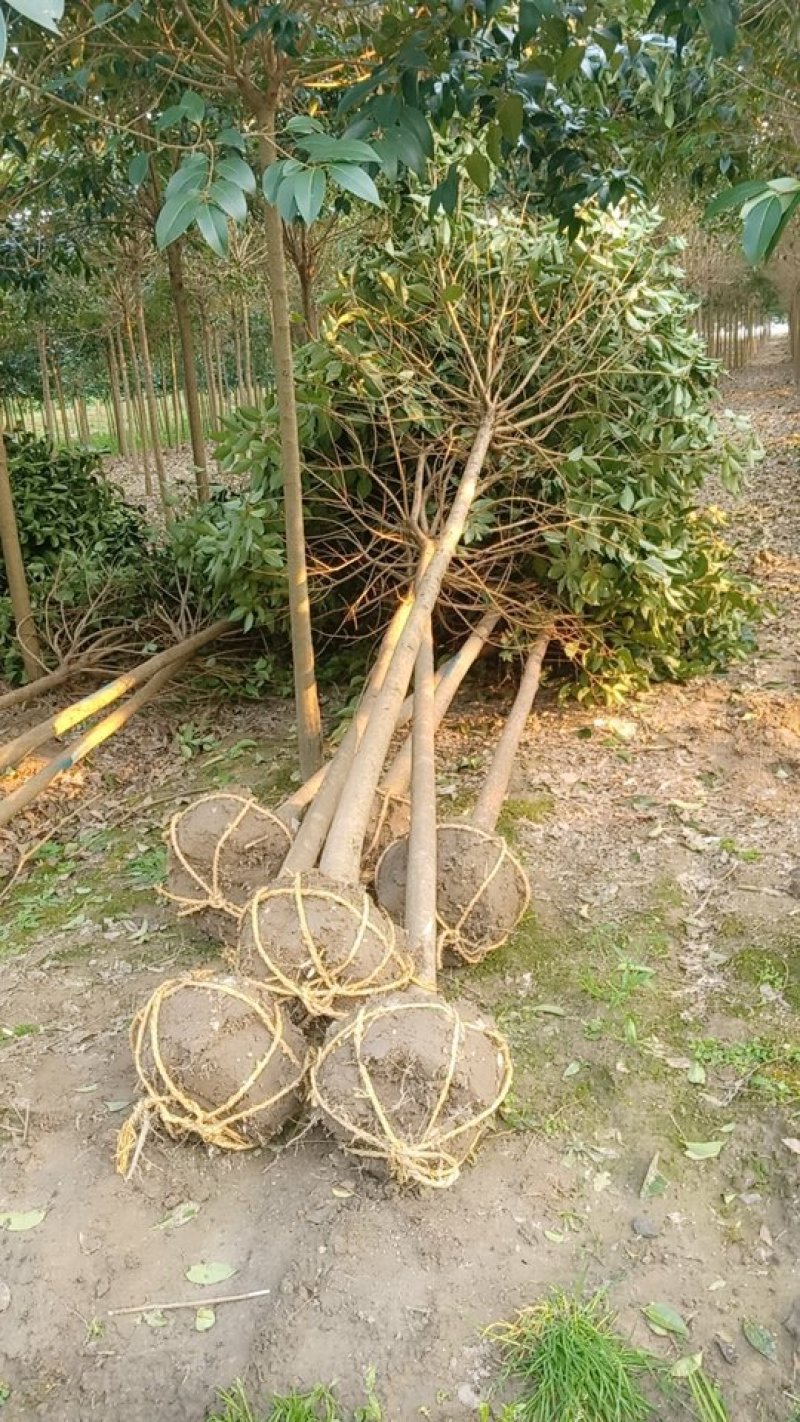 女贞精品。工程苗。垃圾苗