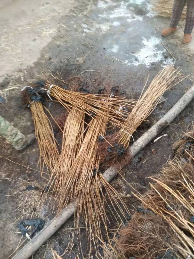黑加仑苗、树葡萄苗、黑豆、桨果先锋，