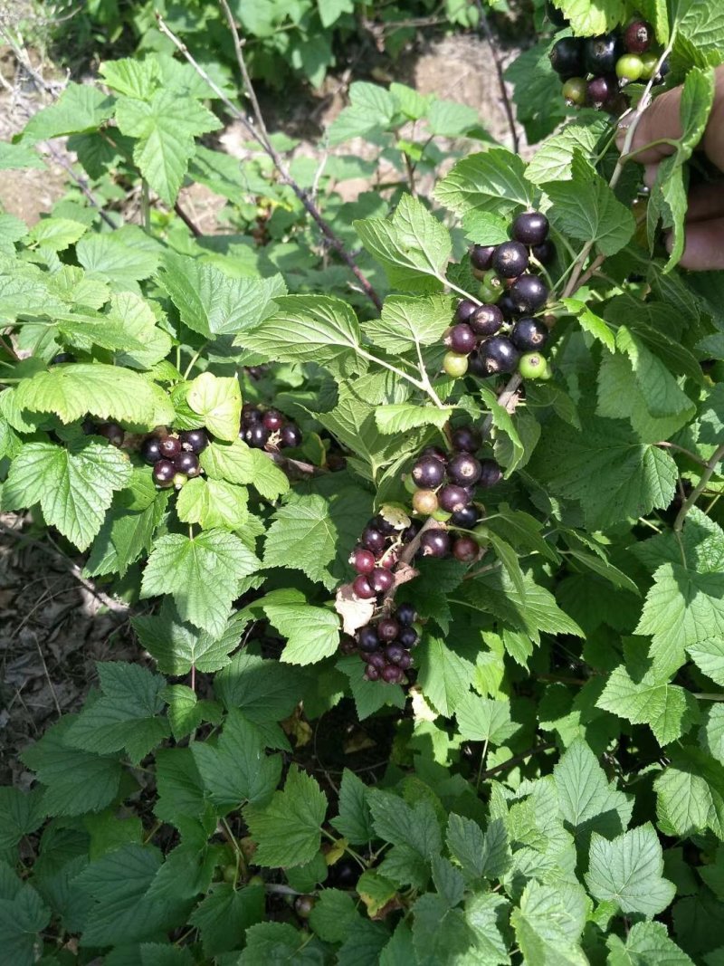 黑加仑苗、树葡萄苗、黑豆、桨果先锋，