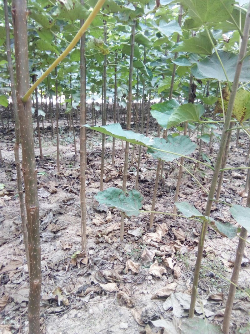 梓树苗出售，