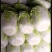 菊锦黄心大白菜静菜4到6斤