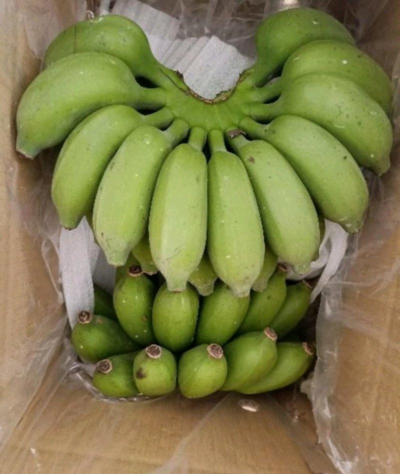 小米蕉皇帝蕉
