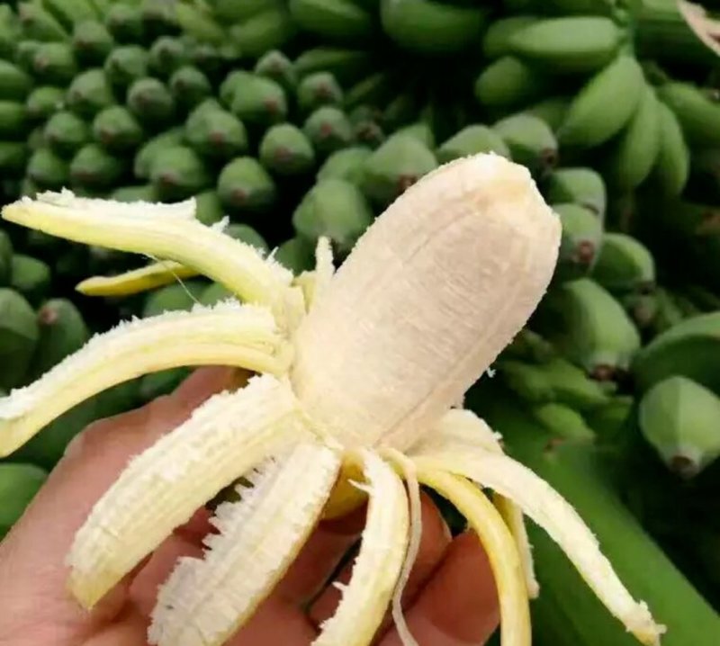 小米蕉皇帝蕉
