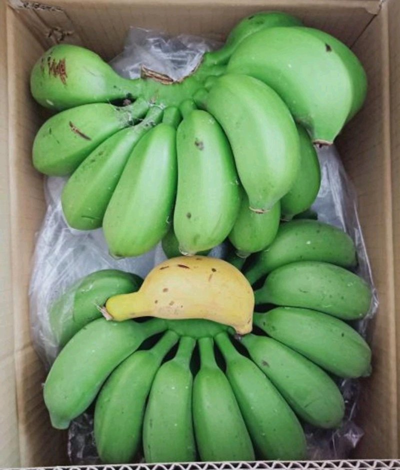 小米蕉皇帝蕉
