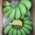 小米蕉皇帝蕉