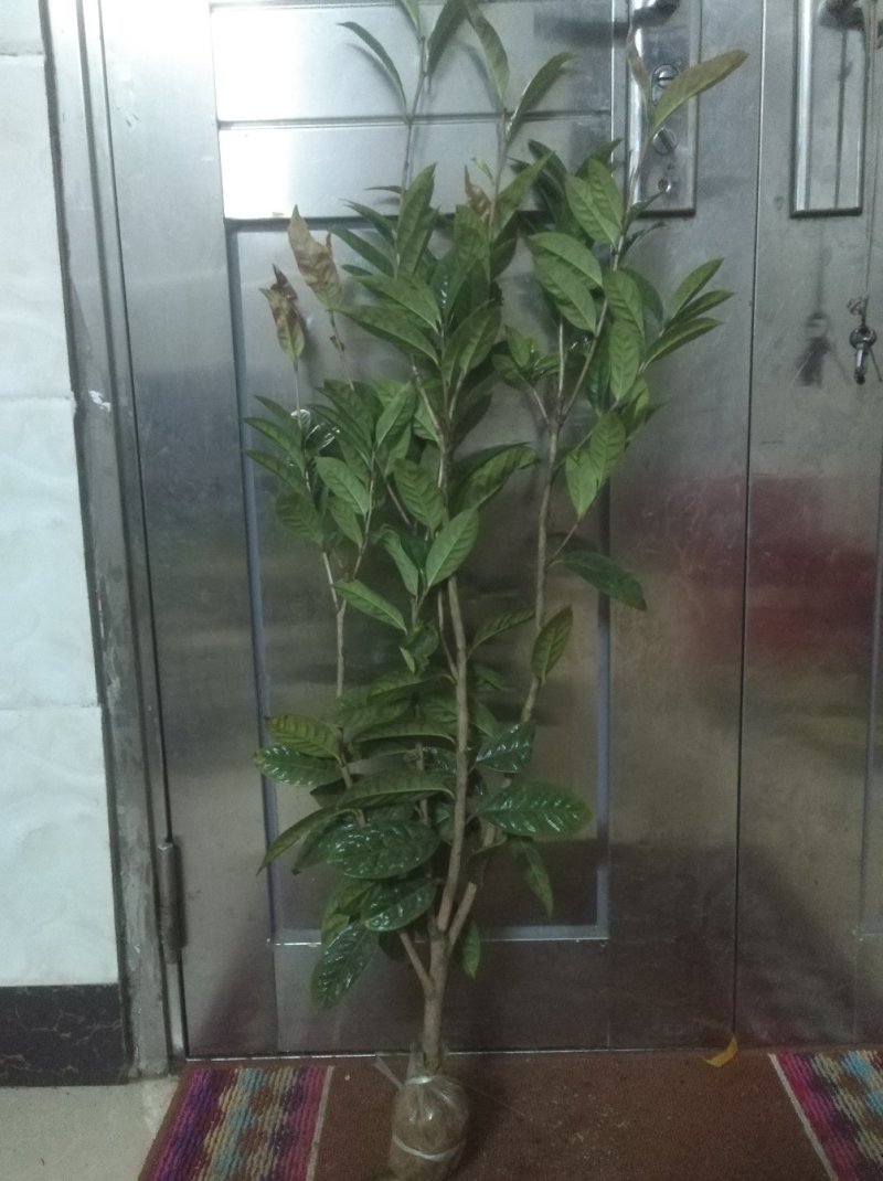 防城防普金花茶高压苗